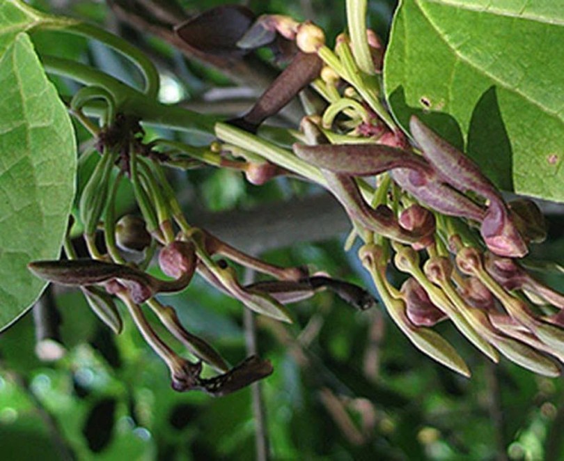 Krai-Krue - Thai farkasalma, Aristolochia pothieri, virág